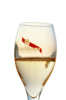 G.H. Mumm Glass Champagne Tulip 